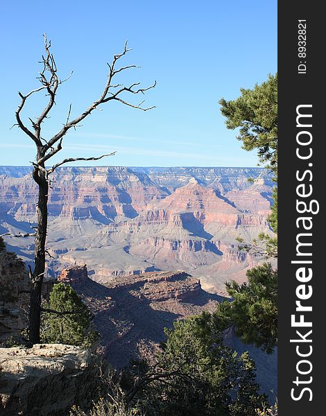 Tree overlooking the Grand Canyon