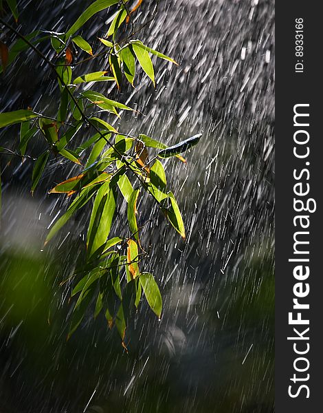 Water spray on the leaf of bamboo