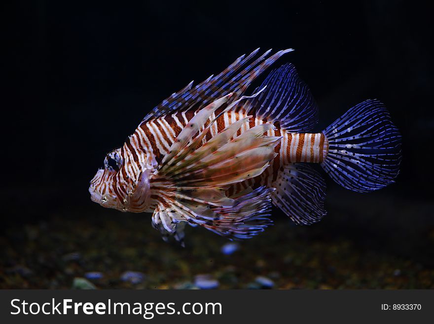 Lionfish