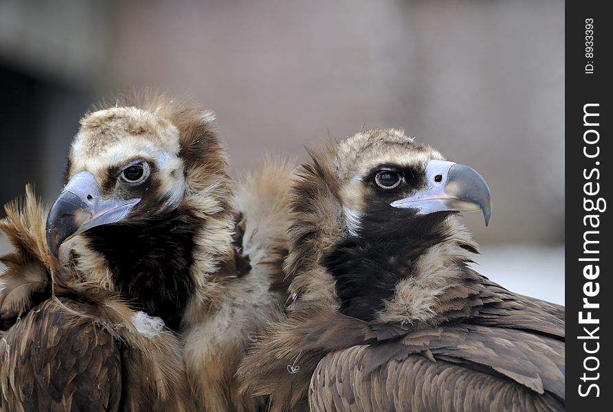 Pair Of Black Griffons