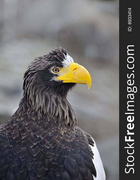 Sea Eagle