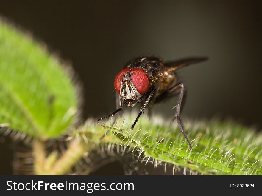 Fly on green leaf