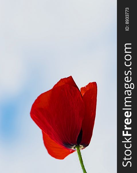 A Poppy with background blue