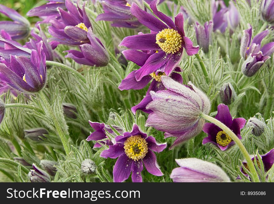 Violet Purple Pasqueflowers inside a Garden with Latend Bud opening, Environment