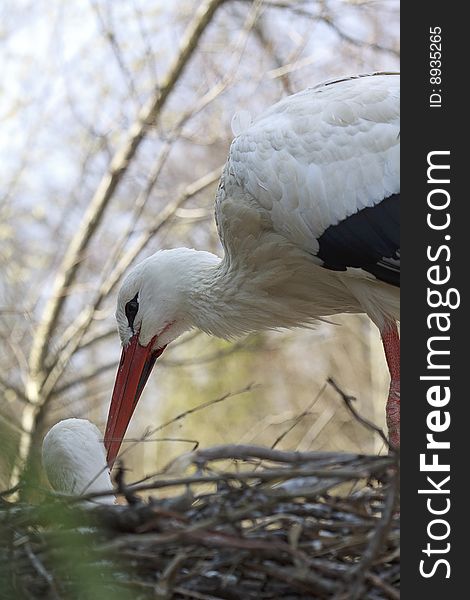 Stork in the nest, close-up of a white stork