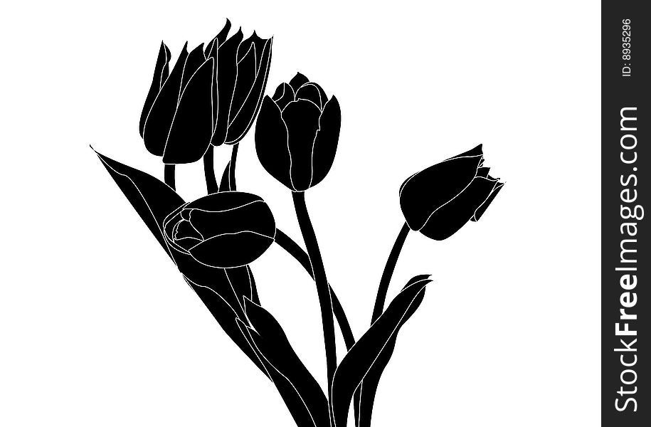 Black tulip on a white background, a contour of a flower
