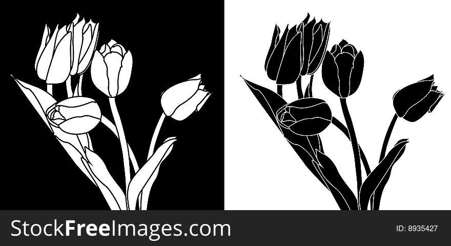 Bouquet of white tulips on a black background, a bouquet of black tulips on white. Bouquet of white tulips on a black background, a bouquet of black tulips on white