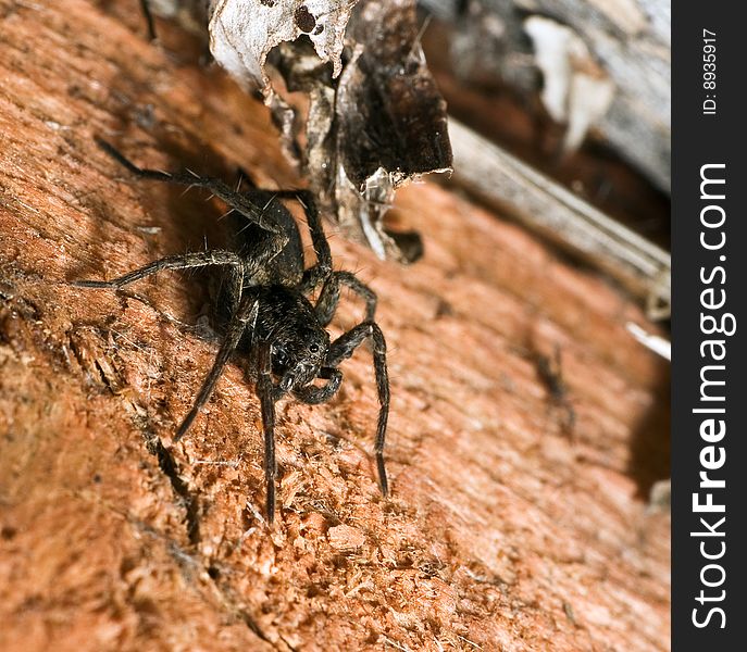 Creepy brown wolf spider on wood desk