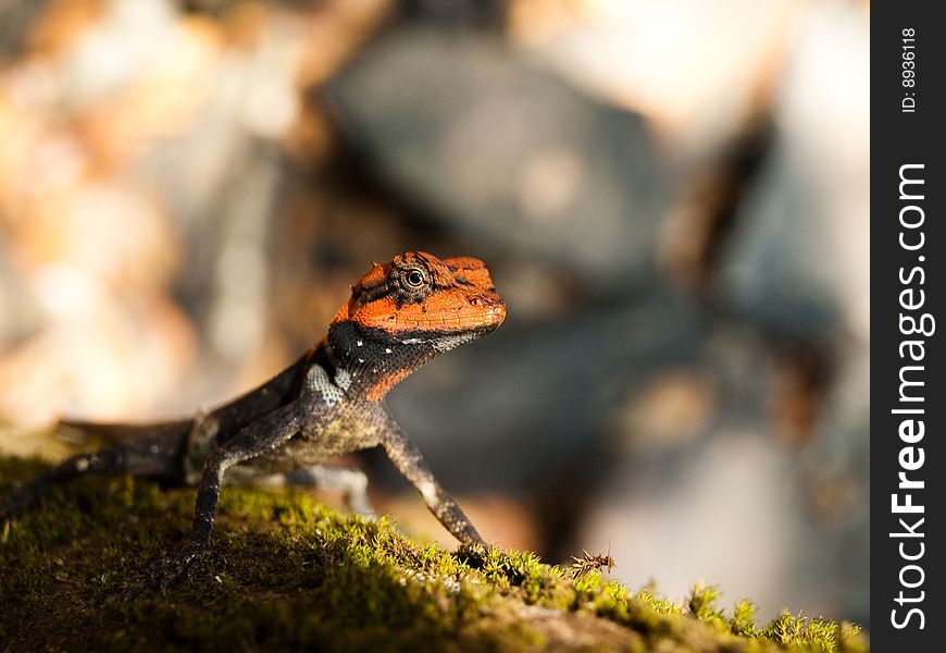 Photo of the lizard in wildlife