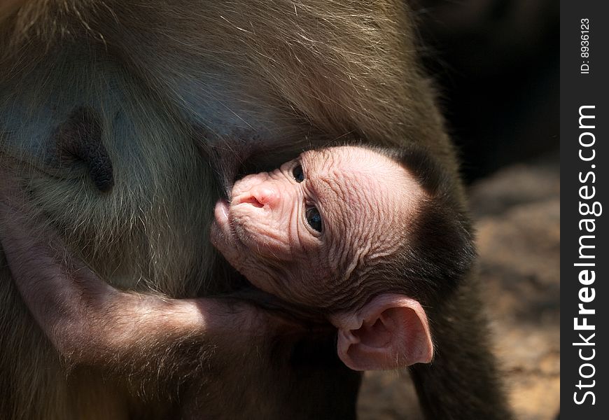 Photo of the Bonnet Macaque in wildlife