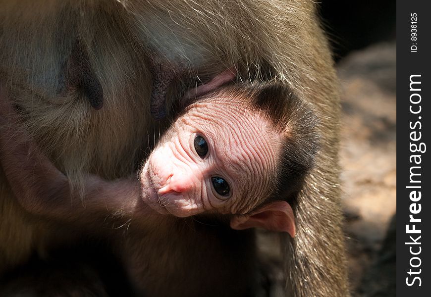 Photo of the Bonnet Macaque in wildlife