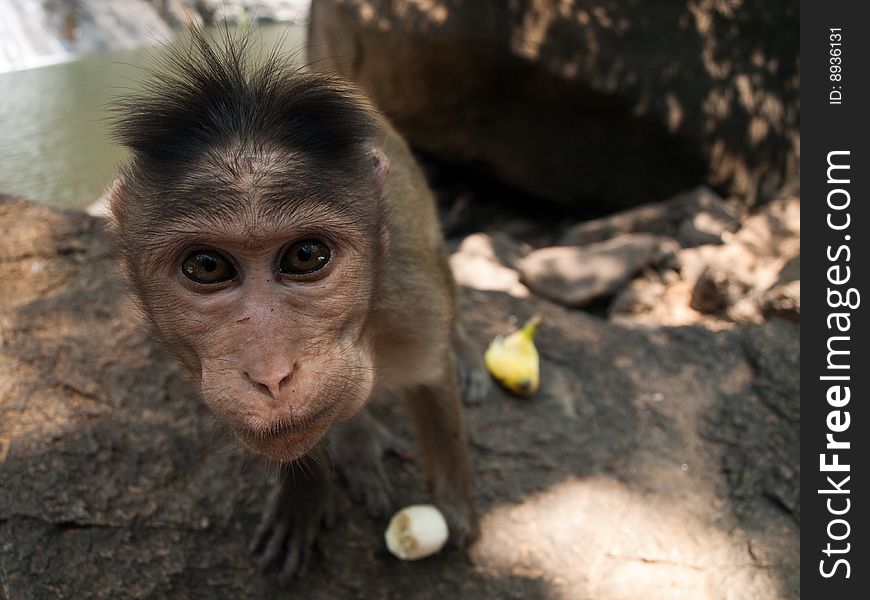 Interested Bonnet Macaque with banana