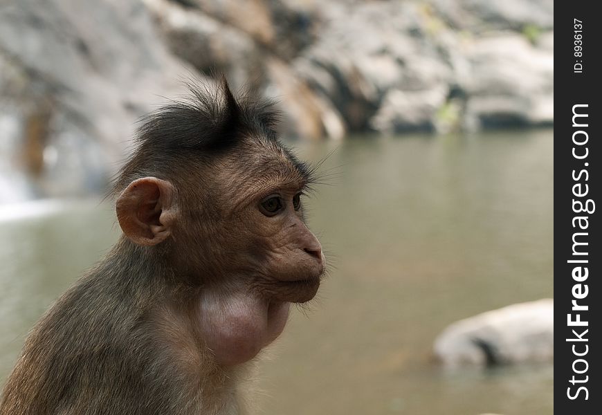 Sad Bonnet Macaque near the lake