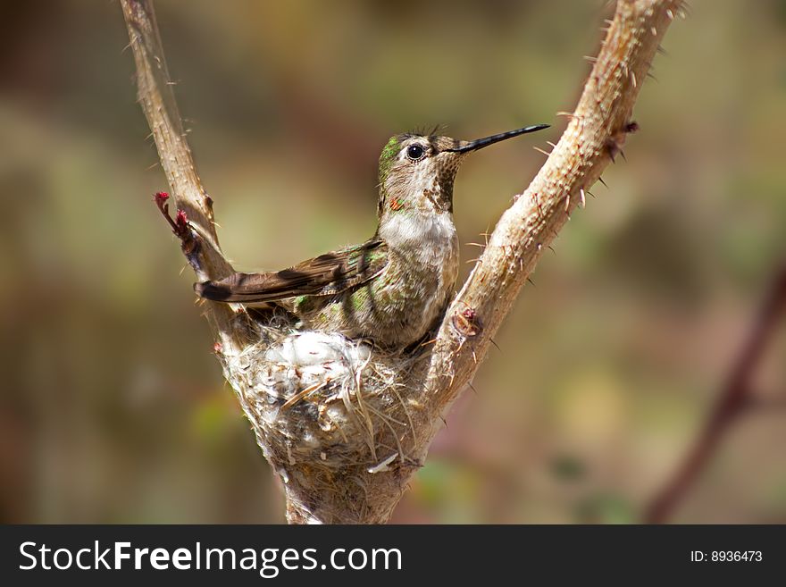 Close shot of an nesting Hummingbird.