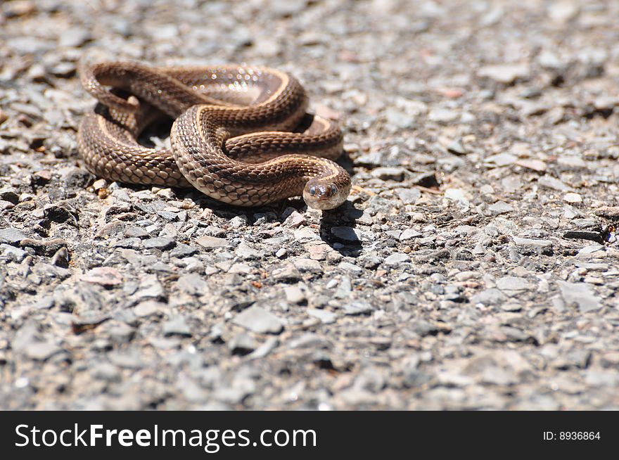 A garter snake coiled on a road.