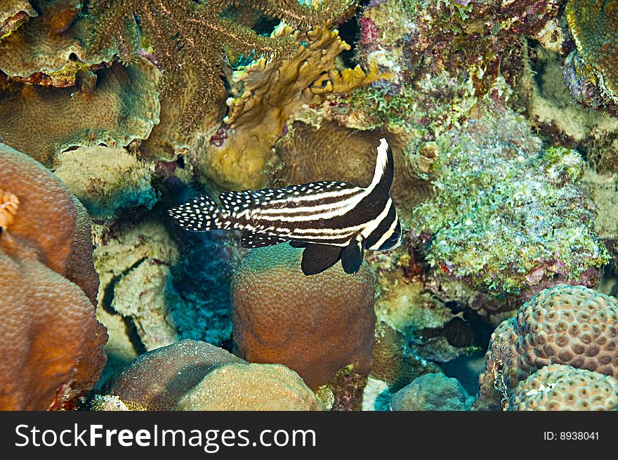 Single spotted drum fish agove coral reef of caribbean island of bonaire, dutch antilles