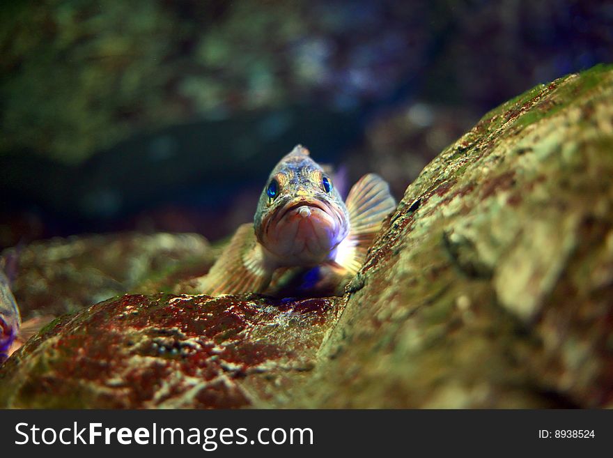 Rock fish standing on a stone