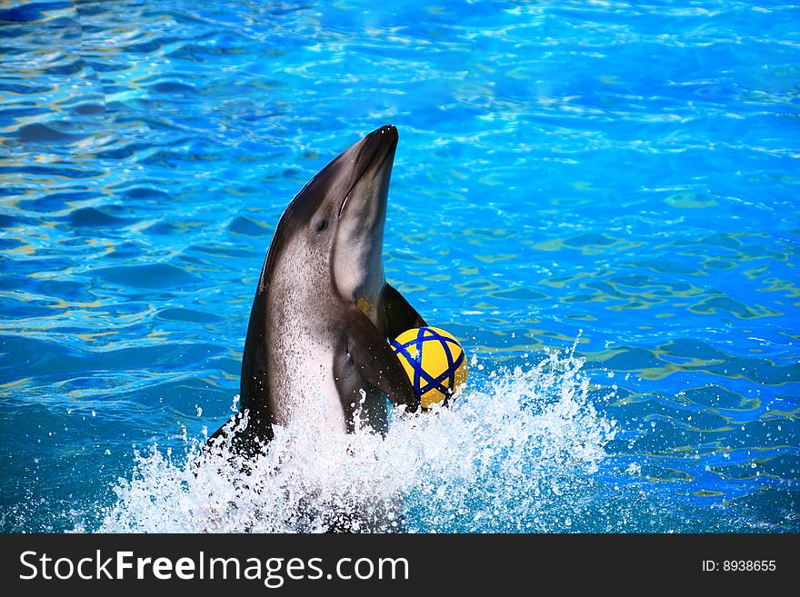 Dolphin playing with yellow ball. Dolphin playing with yellow ball