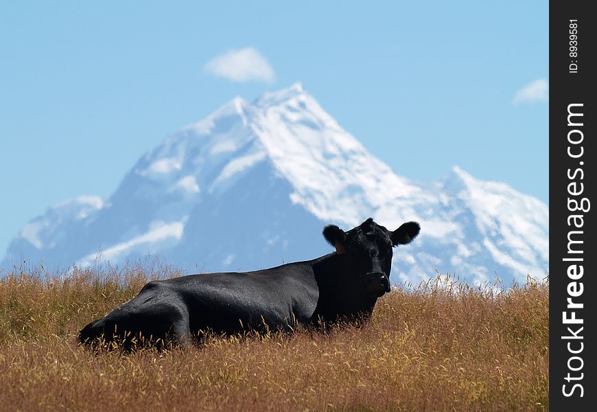 Cow with Mount Cook in the background