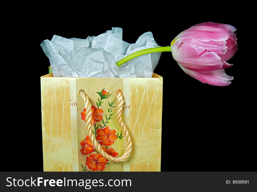 Single spring tulip in a gift bag. Single spring tulip in a gift bag.