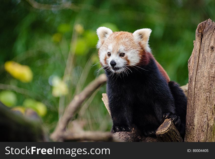 Red Panda in Close Up