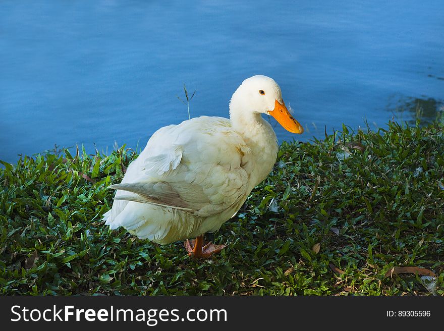 A white duck next to a blue pond.