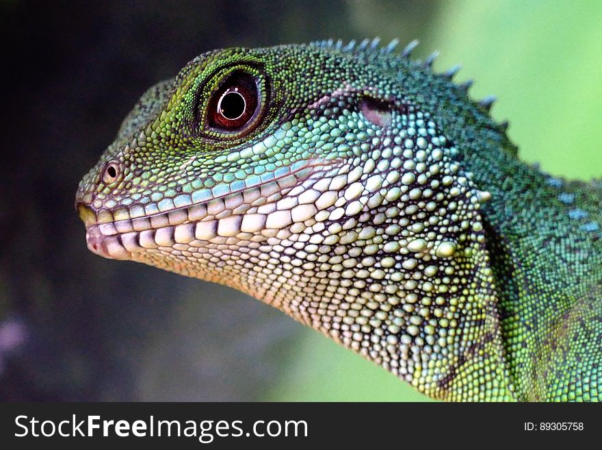 A close up of a green lizard.