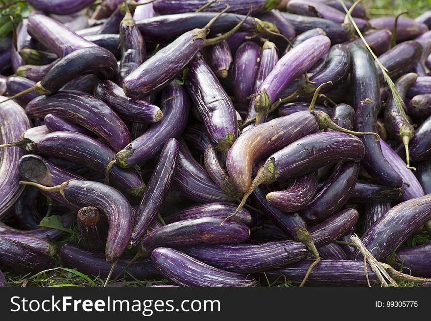 A pile of harvested violet eggplants. A pile of harvested violet eggplants.
