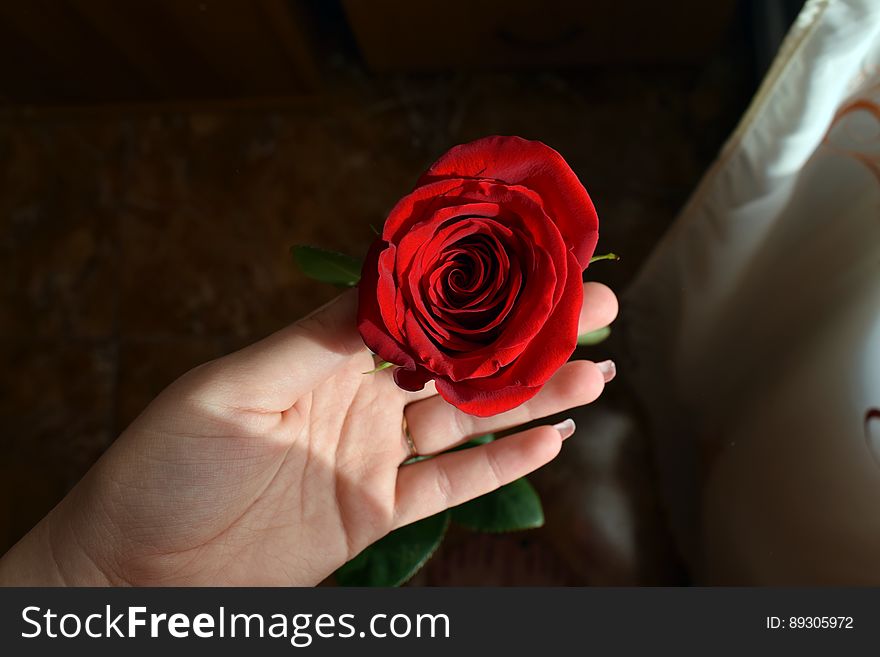 A close up of a woman`s hand holding a lush red rose. A close up of a woman`s hand holding a lush red rose.
