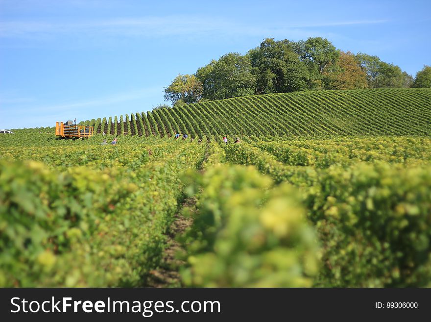 Workers in field of grapes