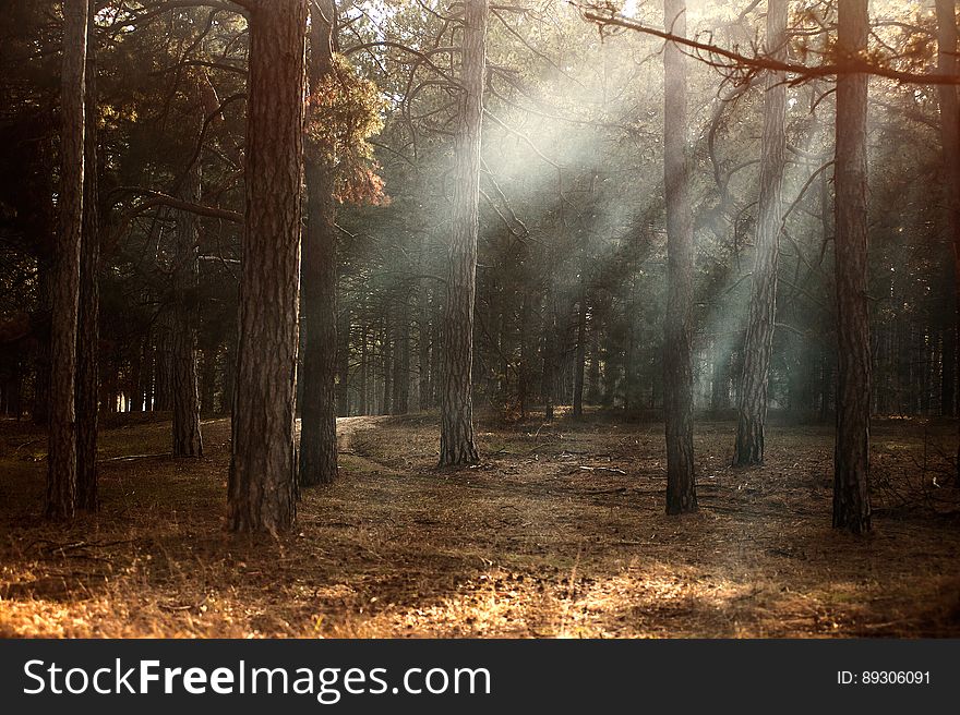 Sunbeams breaking through forest trees in the morning.