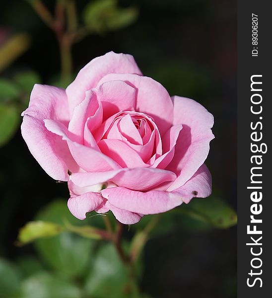 A close up of a lush pink rose.