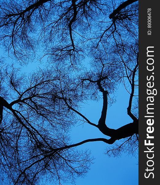 Silhouette of bare tree branches against blue skies. Silhouette of bare tree branches against blue skies.