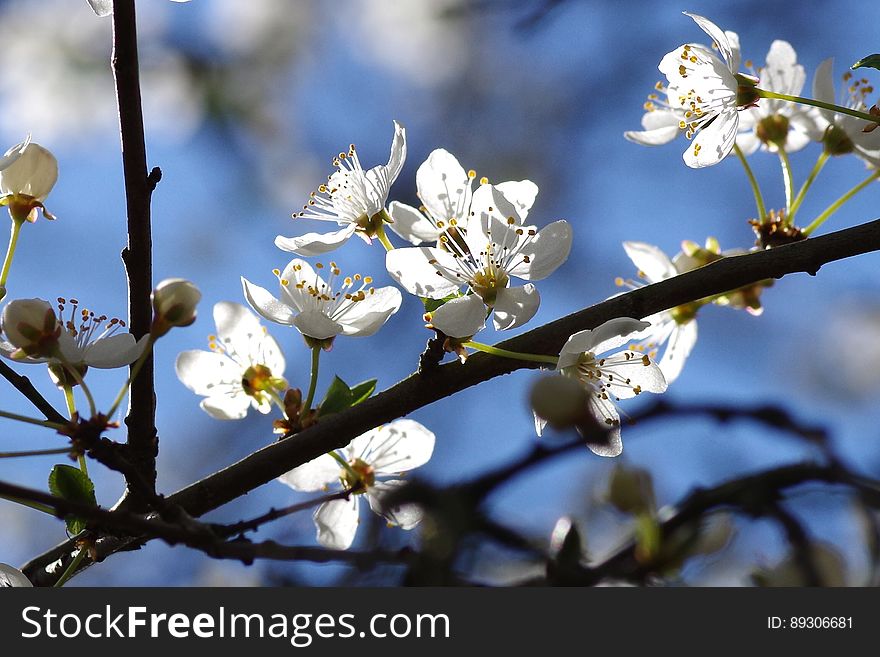 White Petaled Flower