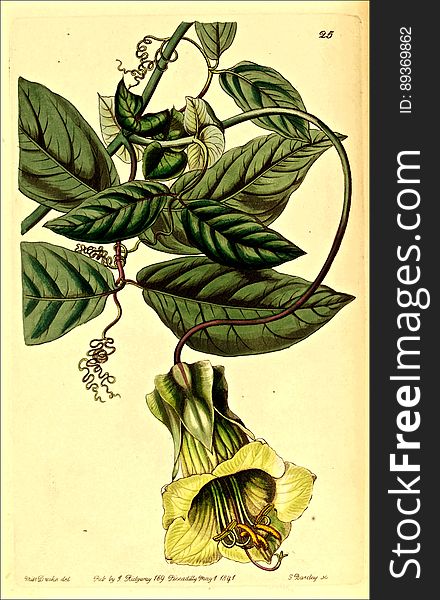 Cobaea Stipularis Vine &x28;1841&x29;