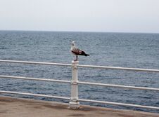Seagull Resting On A Pole And Admiring The Black Sea Stock Photos
