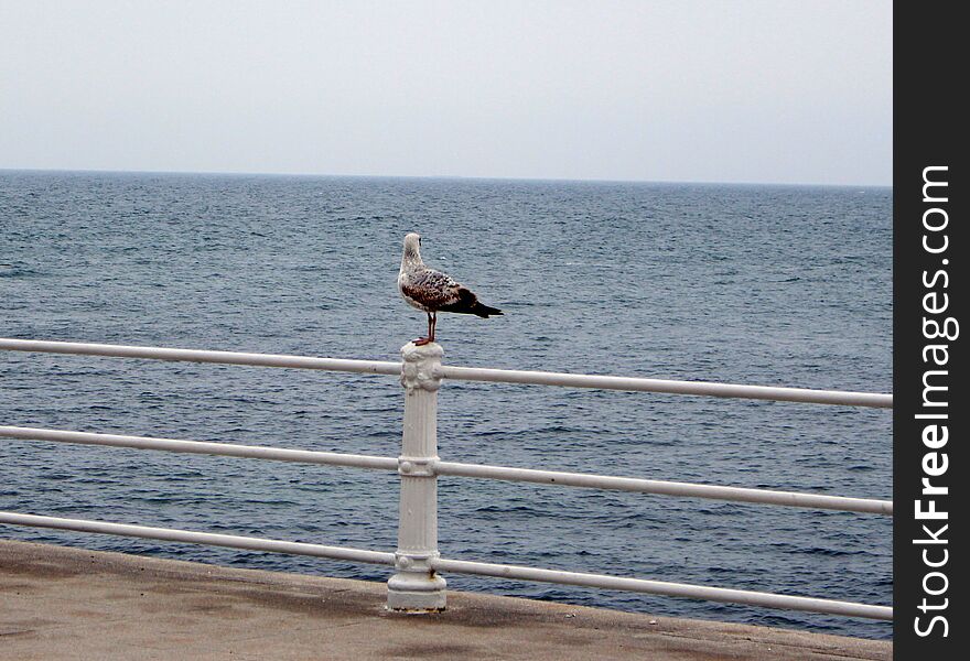 Seagull resting on a pole and admiring the Black Sea. Constanta