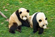 Giant Panda Stock Photo
