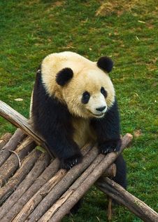 Giant Panda Royalty Free Stock Images