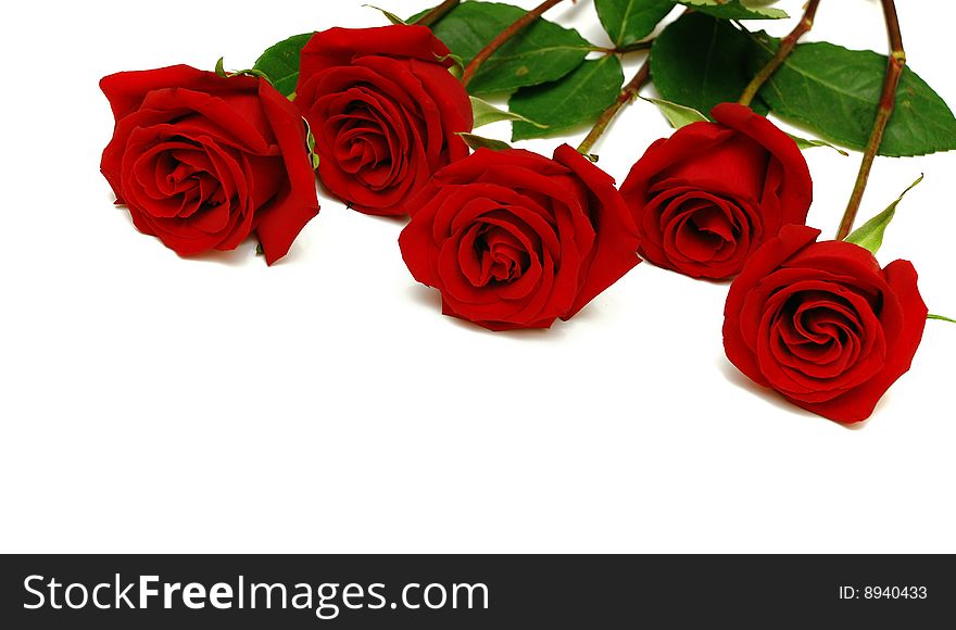 Red roses for the greetings. Red roses for the greetings.