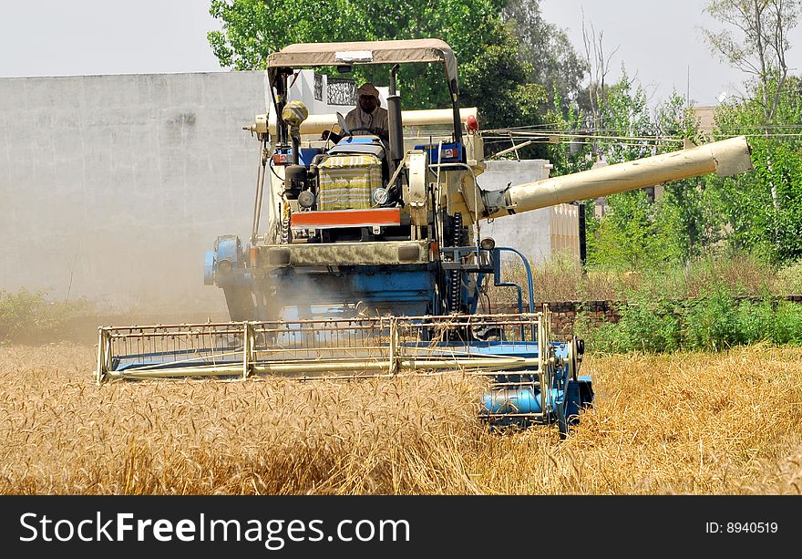 Wheat harvesting with modern machinery.