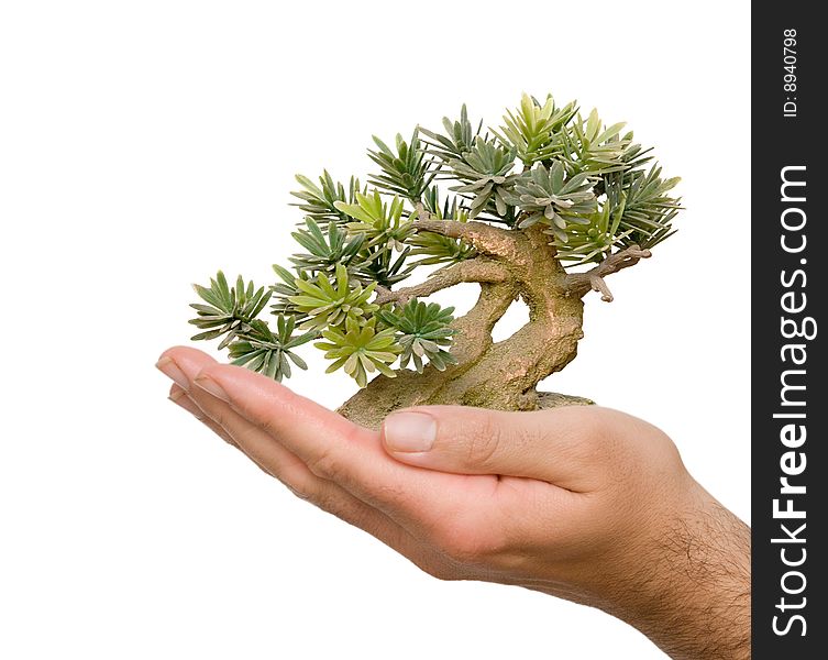 Palm with tree as a symbol of reforestation