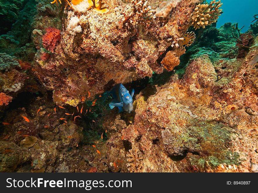 Coral and yellowbar angelfish  around Sha'ab Mahmud. Coral and yellowbar angelfish  around Sha'ab Mahmud