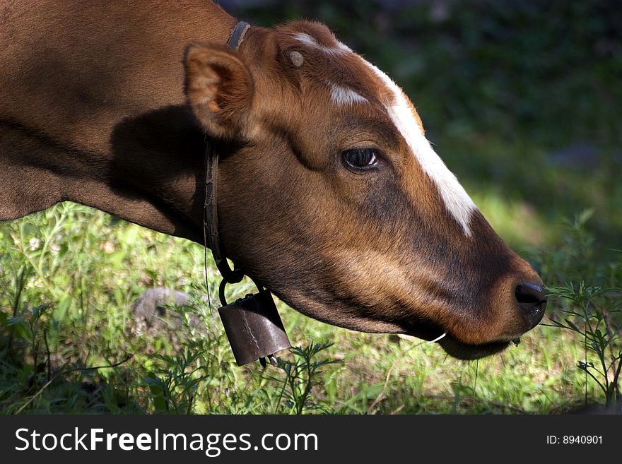 Cow the Grazing in the mountain