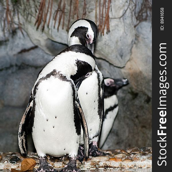 Living penguin in tropical singapore zoological garden