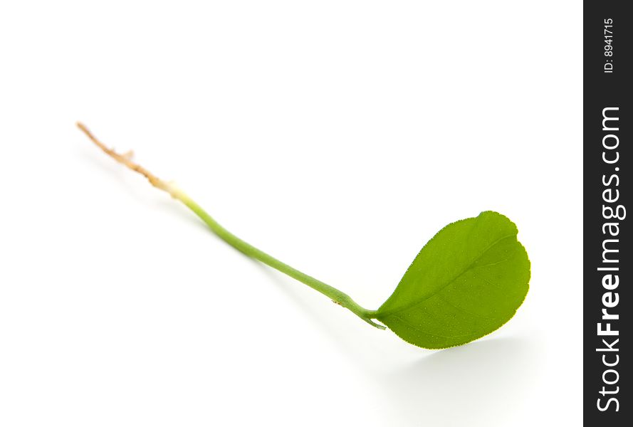 Sprout isolated on the white background (leaf, flora)