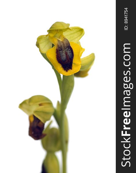 Wild orchid called Yellow Ophrys (Ophrys lutea) that can be found in Arrábida mountains, Portugal. Flower closeup. Wild orchid called Yellow Ophrys (Ophrys lutea) that can be found in Arrábida mountains, Portugal. Flower closeup.