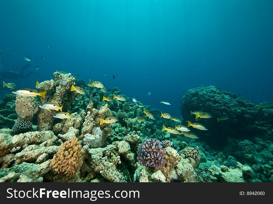 Coral And Fish Around Sha Ab Mahmud