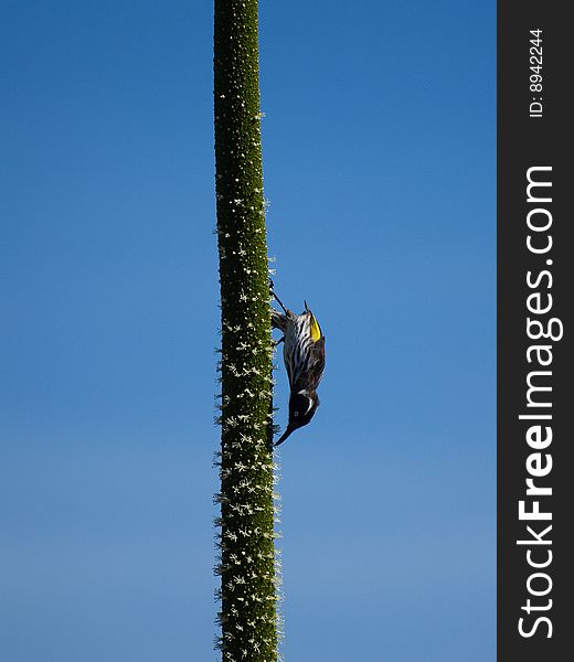 Honeyeater On A Grass Tree Flower Spike