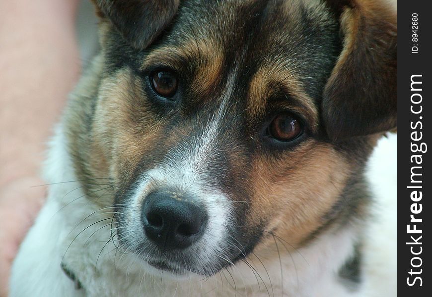 Dog head brown black white